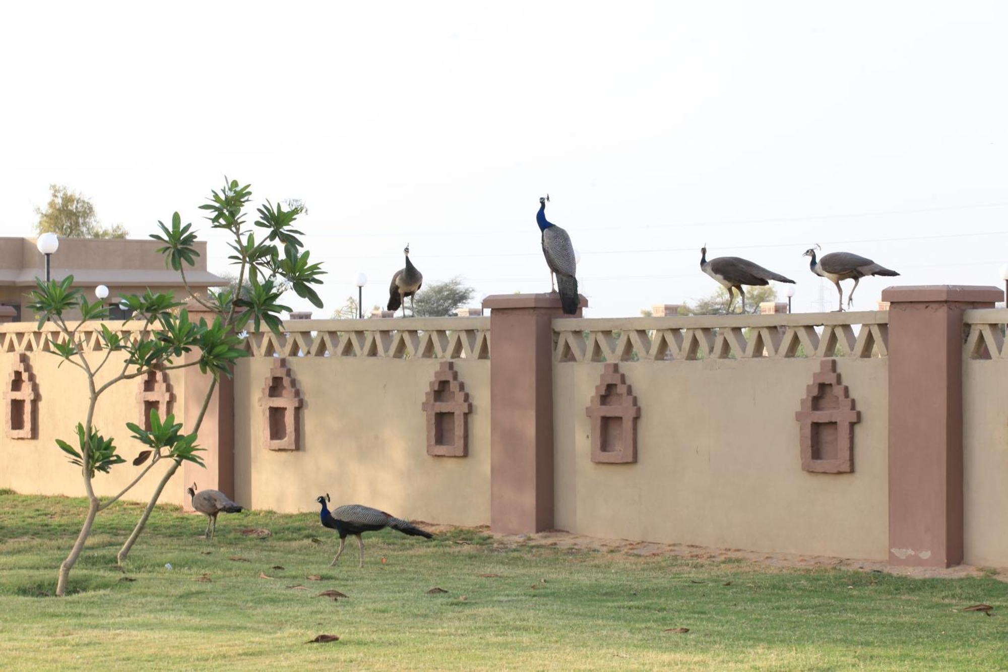 Thar Oasis Resort And Camp Dechu ภายนอก รูปภาพ